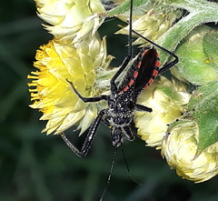 Rhynocoris tristis