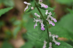 Stachys geobombycis