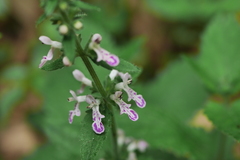 Stachys geobombycis