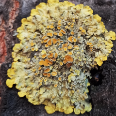 Xanthoria parietina