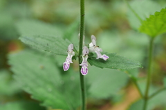 Stachys geobombycis