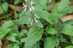 Stachys geobombycis