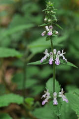 Stachys geobombycis