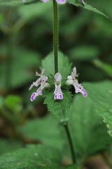 Stachys geobombycis