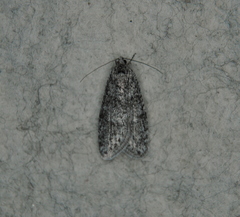 Semioscopis inornata