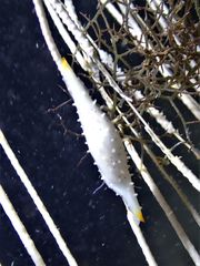 Phenacovolva schmidi