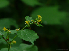 Triumfetta pentandra