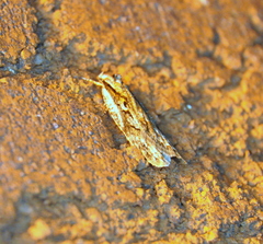 Semioscopis