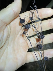 Haemodorum austroqueenslandicum