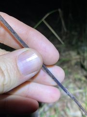 Haemodorum austroqueenslandicum