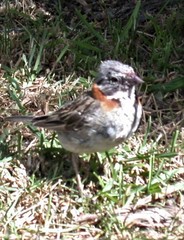 Zonotrichia capensis australis