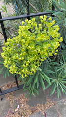 Euphorbia characias