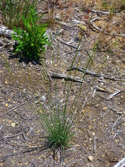 Stipa