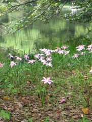 Zephyranthes candida
