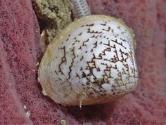 Lioconcha castrensis