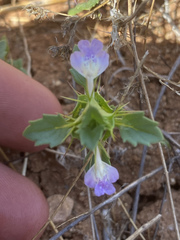 Acanthomintha ilicifolia