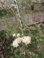 Lawsonia inermis
