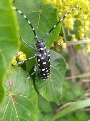 Anoplophora macularia
