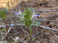 Acanthomintha ilicifolia