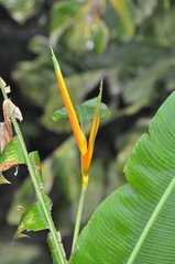 Heliconia acuminata