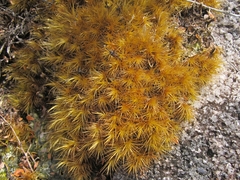 Dicranoloma robustum