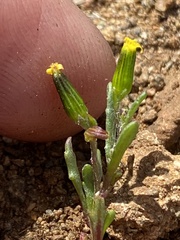 Senecio aphanactis