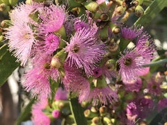 Eucalyptus albopurpurea