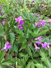 Cardamine glanduligera
