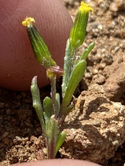Senecio aphanactis