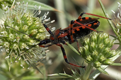 Rhynocoris cuspidatus