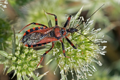 Rhynocoris cuspidatus