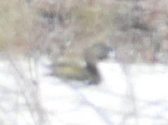 Podilymbus podiceps