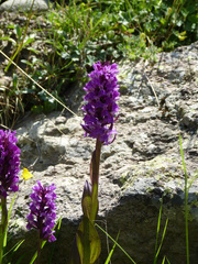 Dactylorhiza euxina