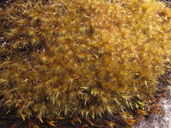 Dicranoloma robustum