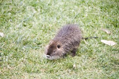 Myocastor coypus