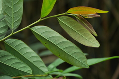 Glochidion acuminatum