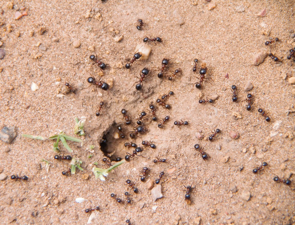Wasmann's Harvester Ant