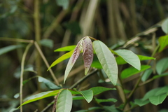 Glochidion acuminatum