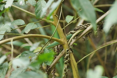 Glochidion acuminatum
