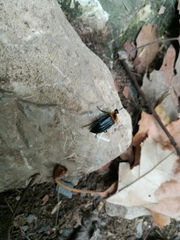 Oxelytrum discicolle