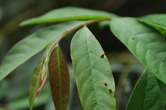 Glochidion acuminatum