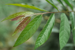 Glochidion acuminatum