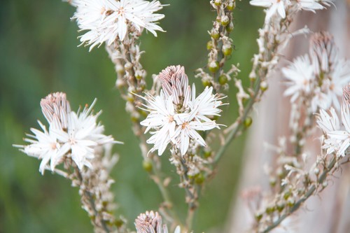 Branched Asphodel