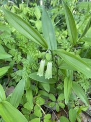 Disporum sessile