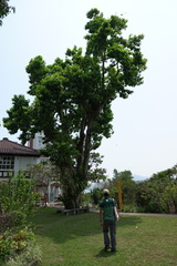 Magnolia × alba
