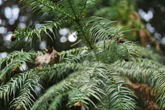 Cunninghamia