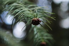 Cunninghamia