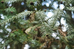 Cunninghamia