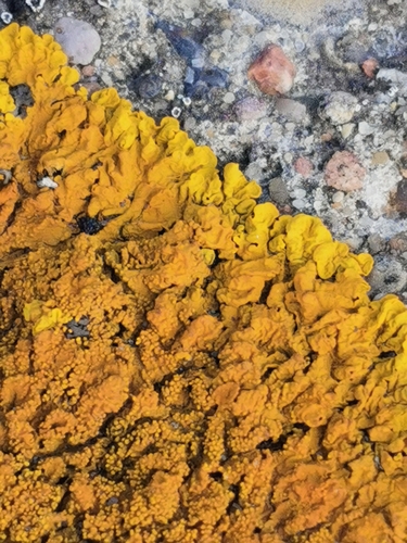 Xanthoria calcicola