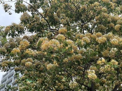 Crateva unilocularis